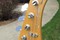 Olympic White P Bass