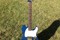 Lake Placid Blue Esquire